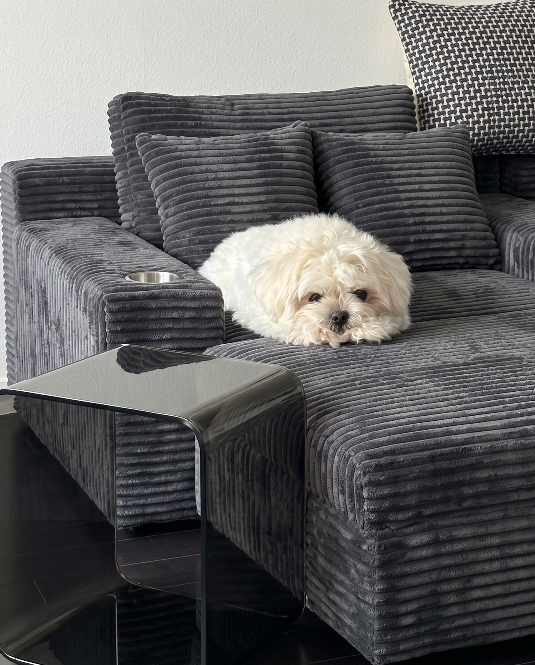 Lune Charcoal Compact Chaise Lounge styled with a pet in a cozy living space